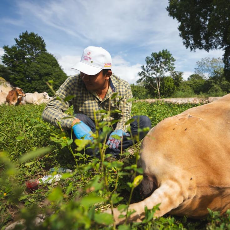 Aumentan casos de gusano barrenador Edomex; reportan 28 contagios activos