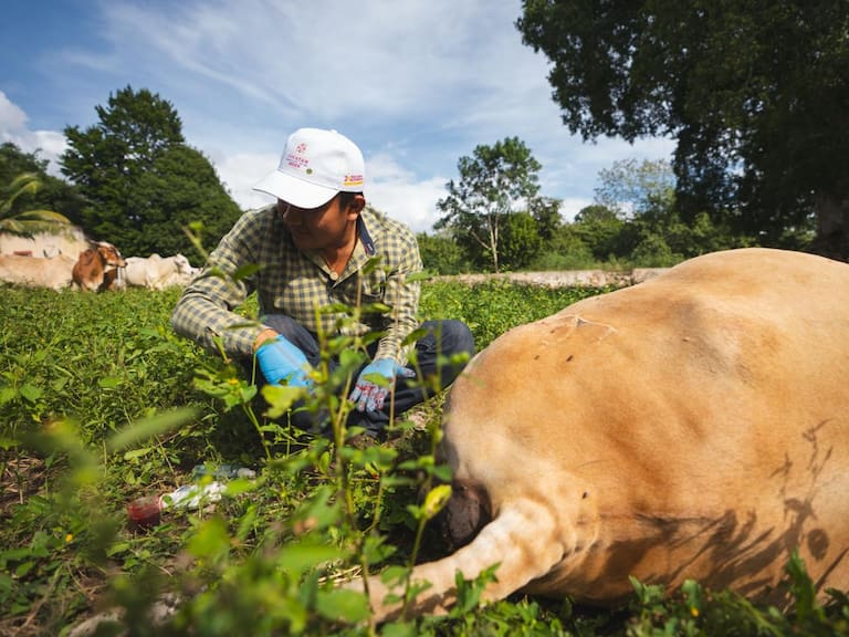 Autoridades sanitarias confirmaron 28 casos activos de gusano barrenador en 7 municipios del Edomex, por lo que mantienen cercos sanitarios para evitar su propagación en animales.