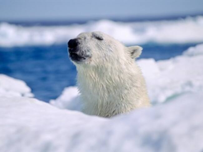 Únete a la campaña Detox en compañía de Martha Debayle