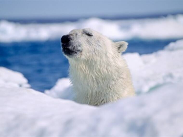 Únete a la campaña Detox en compañía de Martha Debayle