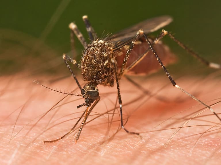 Casos de Dengue retarda atención de otros pacientes en IMSS
