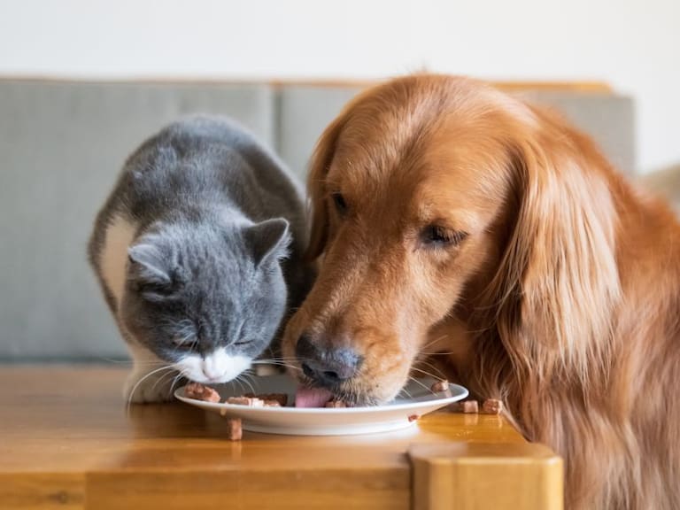 10 reglas de la alimentación de perros y gatos