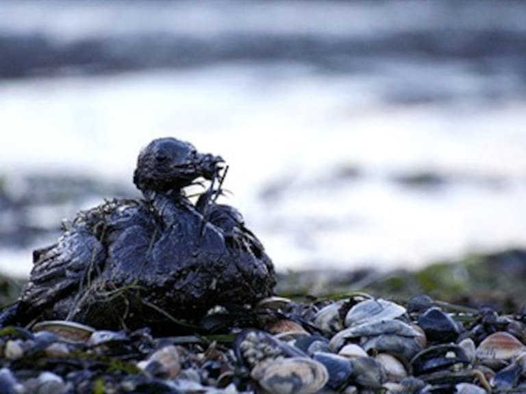 Reanudan limpieza de petróleo en el Golfo de México
