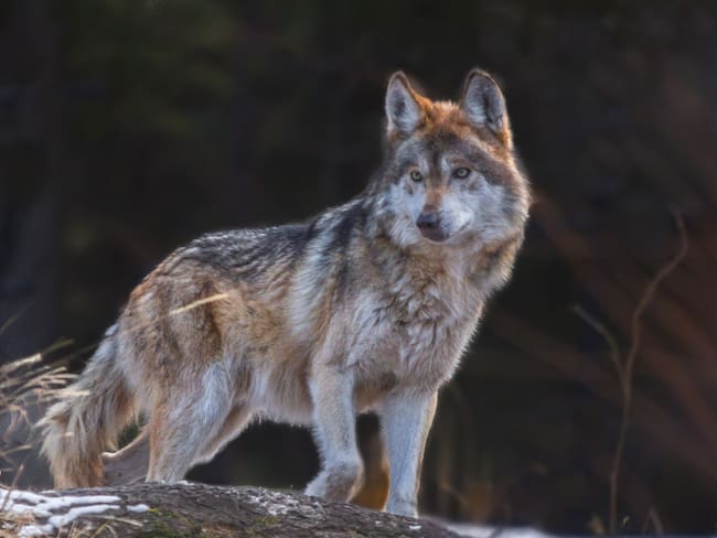El regreso del lobo mexicano: de la extinción a la Sierra Madre