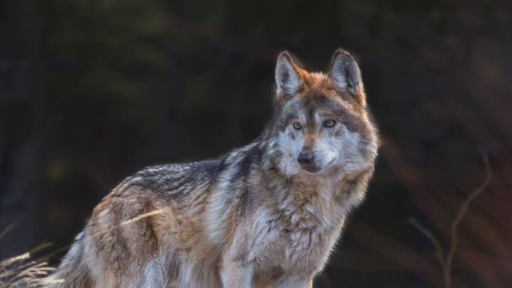 El regreso del lobo mexicano: de la extinción a la Sierra Madre