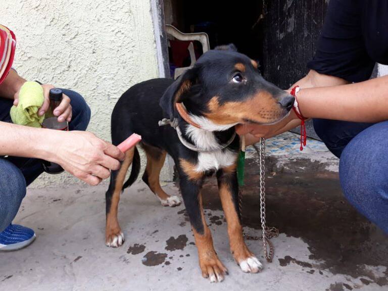 Detienen a la persona que torturaba perros en el municipio de Tlajomulco