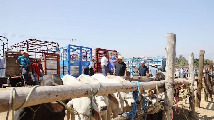 México suspende importación de ganado de EU por gusano barrenador