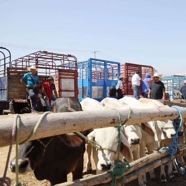 México suspende importación de ganado de EU por gusano barrenador