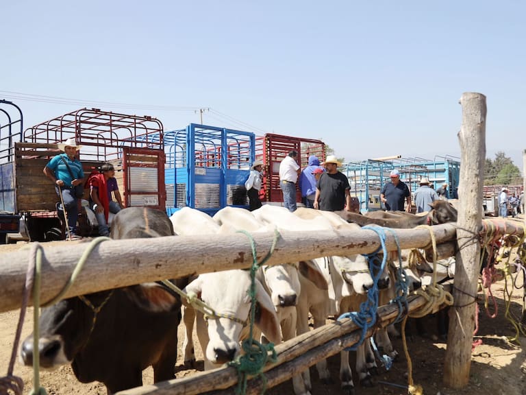 México suspende de manera temporal importación de ganado vivo de EU ante la presencia de gusano barrenador en Texas y Nuevo México