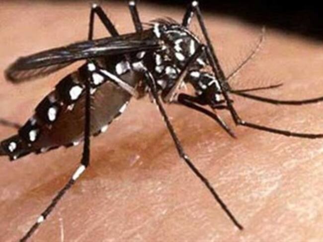 Presentarán en Puerto Rico avances contra dengue