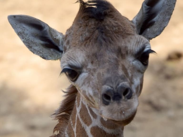 Buscan nombre; nace jirafa bebé en el Zoológico de Chapultepec