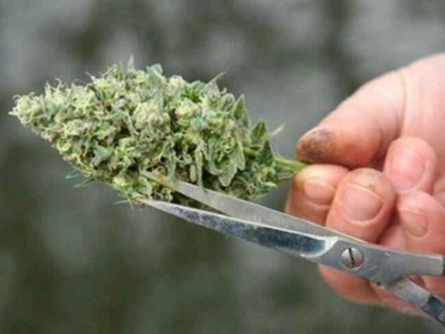 SCJN autoriza uso recreativo de marihuana solo para 4 personas. "Así las Cosas" del 05 de noviembre