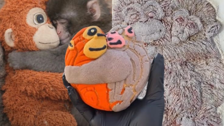 Punch y su peluche Lupe estrenan “Conchanguitos” en Iztapalapa y milanesa artesanal en Argentina