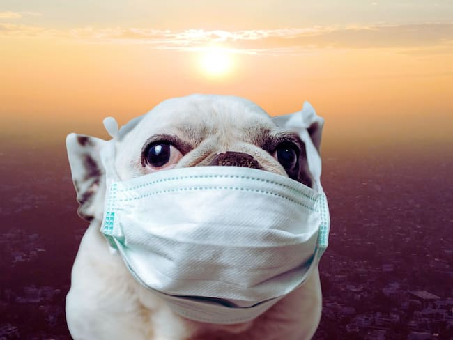Mala calidad del aire: ¿Cómo afecta a las mascotas la alta contaminación urbana?