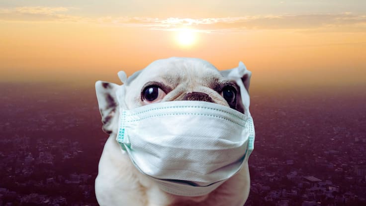 Mala calidad del aire: ¿Cómo afecta a las mascotas la alta contaminación urbana?