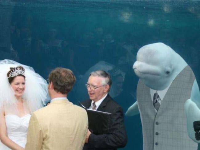 Se casan en un acuario pero no contaban con este invitado