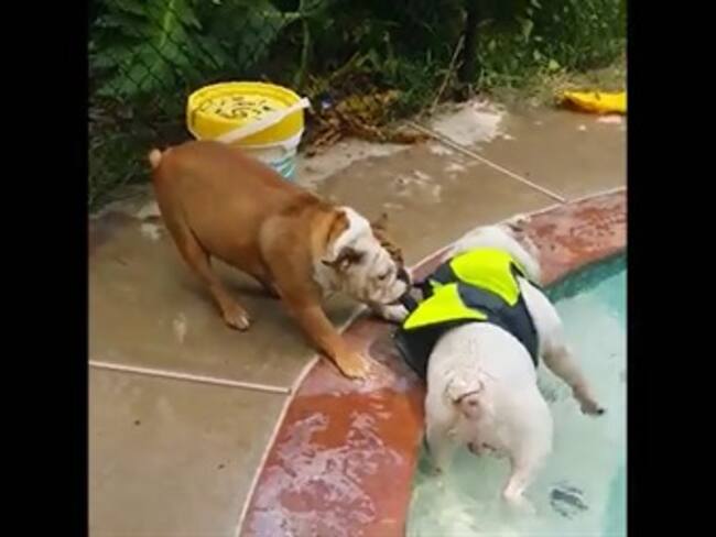 Bulldog intenta rescatar a otro Bulldog... creía que se estaba ahogando