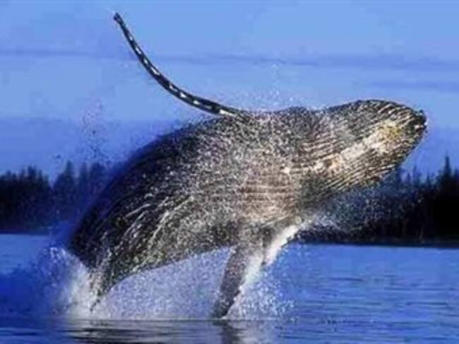 Avistamiento de ballenas.'El reino animal' con Marielena Hoyo