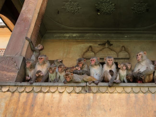 Coronavirus: Monos roban muestras de pacientes con COVID-19