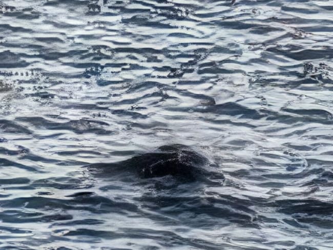 ¿Es real la nueva foto del avistamiento del monstruo del Lago Ness? Esto dijo The Loch Ness Centre