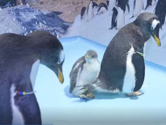 Alex, primer pingüino ártico nacido en CDMX: Víctor Sánchez