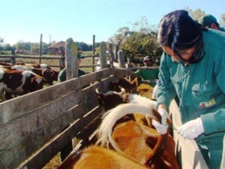 Por violencia, inspectores de ganado de EU dejan México