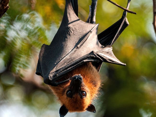 Alerta sanitaria en Asia: confirman nuevo virus de murciélagos que imita la mortalidad del Nipah