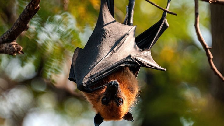 Alerta sanitaria en Asia: confirman nuevo virus de murciélagos que imita la mortalidad del Nipah