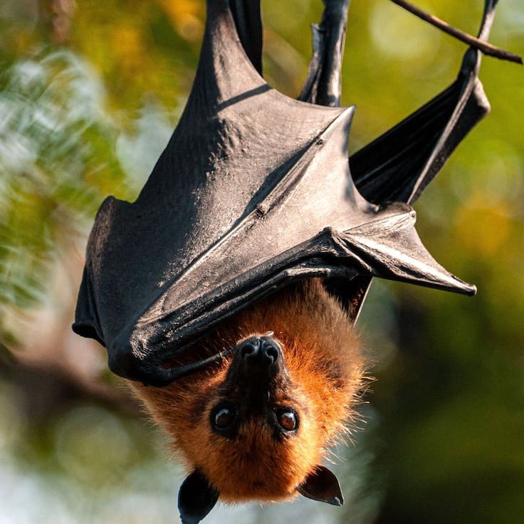 Alerta sanitaria en Asia: confirman nuevo virus de murciélagos que imita la mortalidad del Nipah