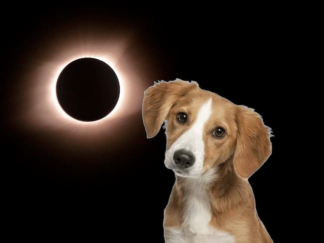 5 consejos para proteger a tu mascota durante el Eclipse Solar 2024
