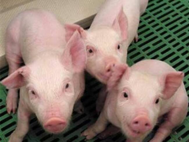 Mantienen países restricciones al comercio porcino de México