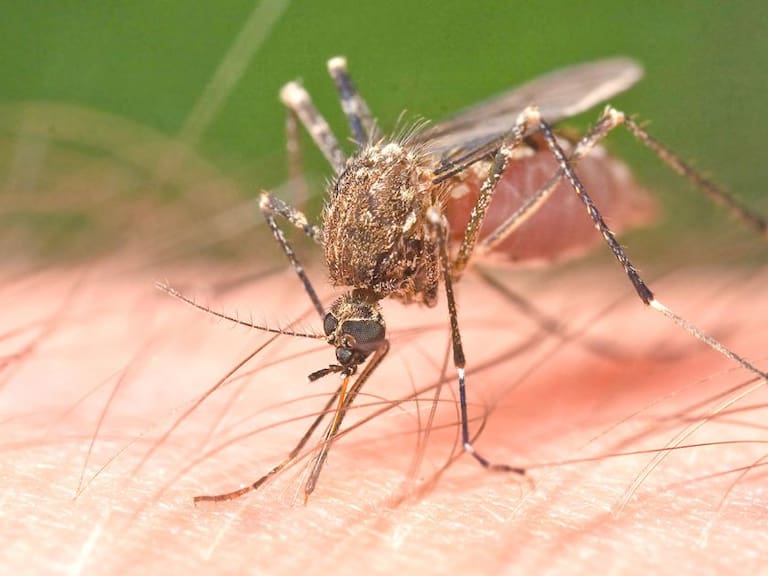 Prevalece saturación en clínicas por casos de dengue