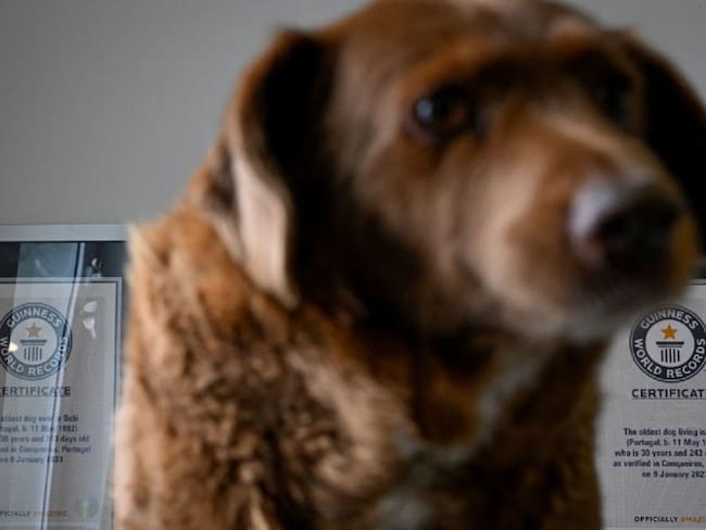 Adiós a ‘Bobi’, el perro más longevo del mundo: 31 años de historia canina