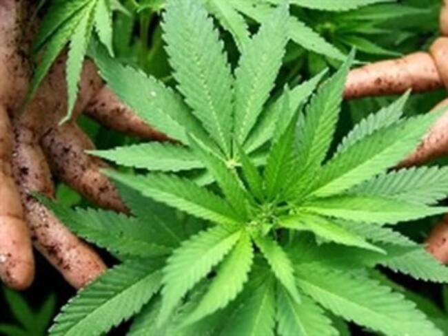 Colombia, a un paso de despenalizar la marihuana