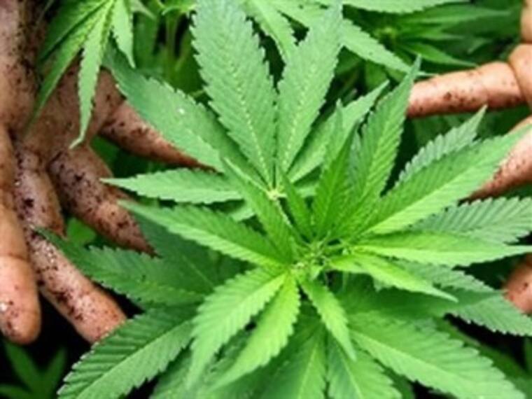 Colombia, a un paso de despenalizar la marihuana