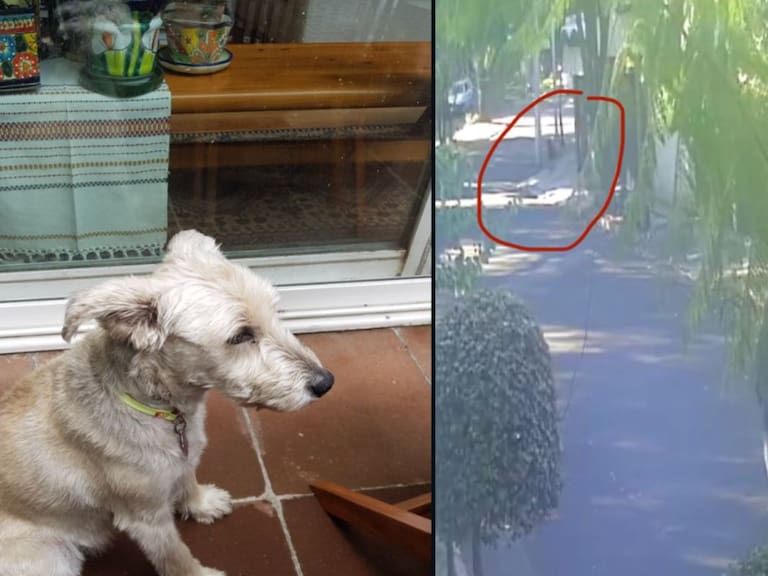 Pastor belga mata a perro de Quadri durante paseo en calles de Coyoacán- X-@g_quadri
