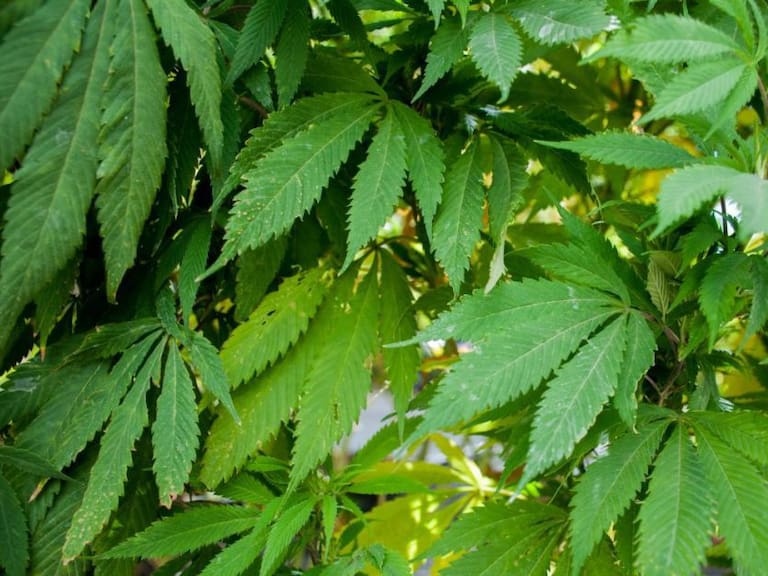 Autoriza SCJN a diputados aplazar discusión de marihuana