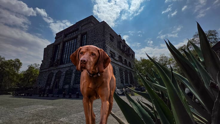 Tu mascota también puede ir al museo: Conoce este recinto cultural que es pet friendly en CDMX