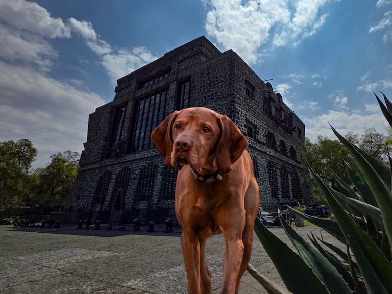 Mx - El Museo Anahuacalli es pet friendly