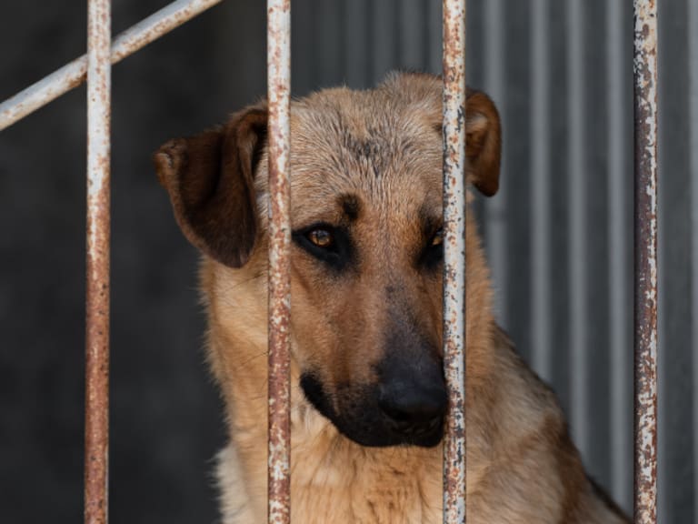 Proponen endurecer las penas de cárcel por maltrato animal en CDMX con una nueva iniciativa que busca castigar con 12 años a quienes causen la muerte de perros y gatos.