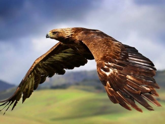 Compañía holandesa entrena águilas para derribar drones
