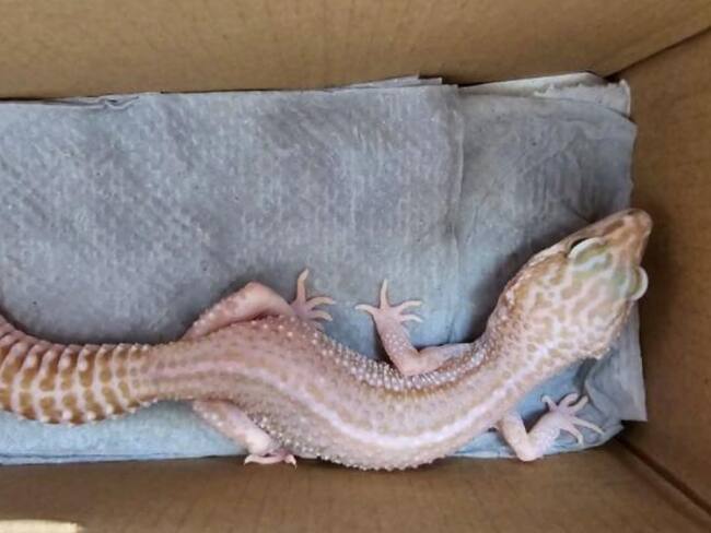 Gecko Leopardo es rescatado al ser enviado por paquetería en Zacatecas