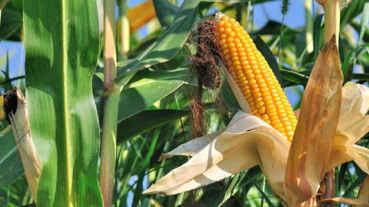 Confía AMLO en acuerdo con EE UU tras decreto contra maíz transgénico