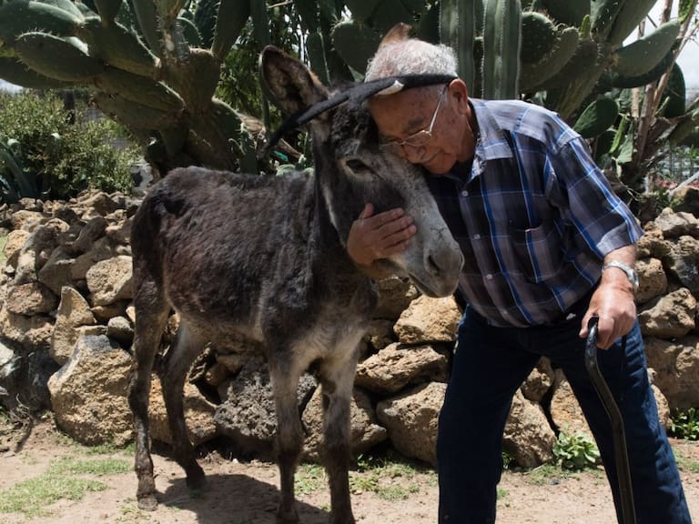 El burro no desaparecerá: especialista UNAM