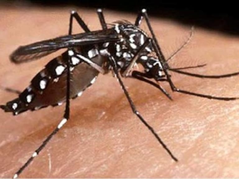 Declararía el Salvador alerta ante elevados casos de dengue