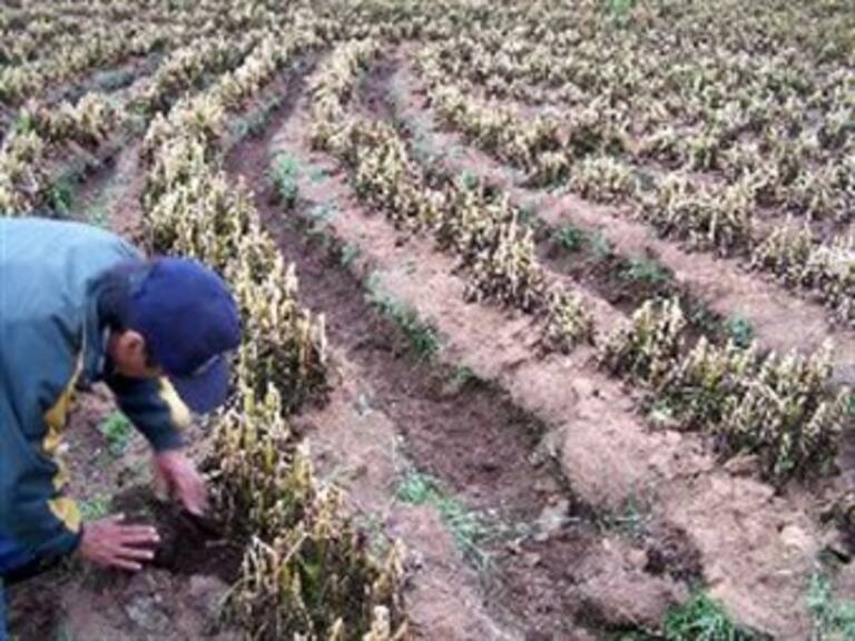 Valorará Coahuila solicitud al Fonden tras daños por onda gélida