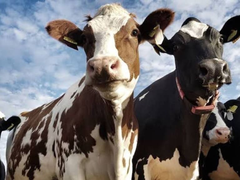 Fortalecen Sader y productores control sanitario de ganado