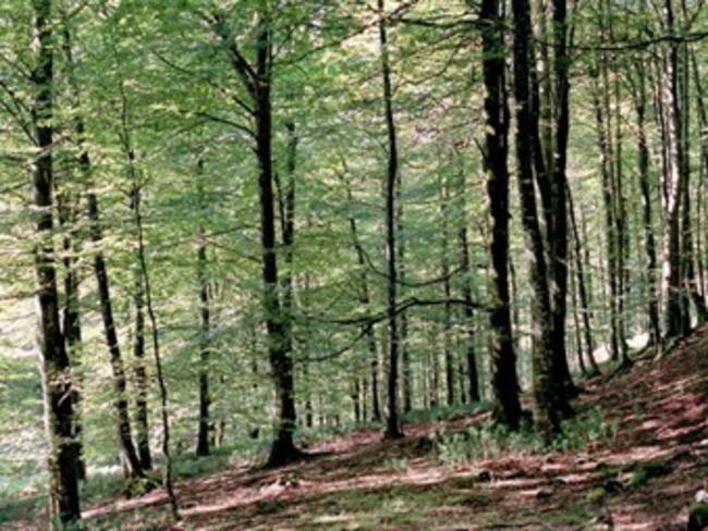 Anunciará Peña en Colima programa de Desarrollo Sustentable de Bosques