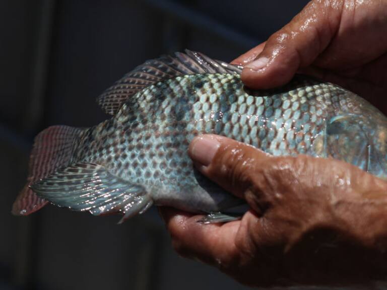 Lanzan en México la primera vacuna diseñada para combatir la cepa más virulenta de Streptococcus en tilapia
