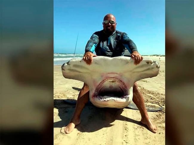 Capturan a tiburón martillo de 4 metros en Isla del Padre